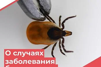 О случаях заболевания клещевым боррелиозом. О случаях заболевания клещевым боррелиозом.