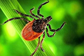 В правительстве обсудили подготовку к эпидемическому сезону по клещевым инфекциям